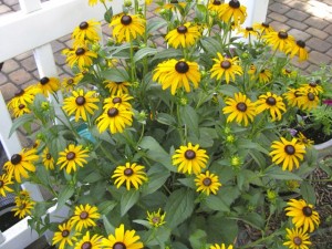 Blackeyed susans