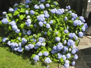 hydrangea